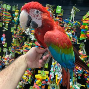 greenwing macaw