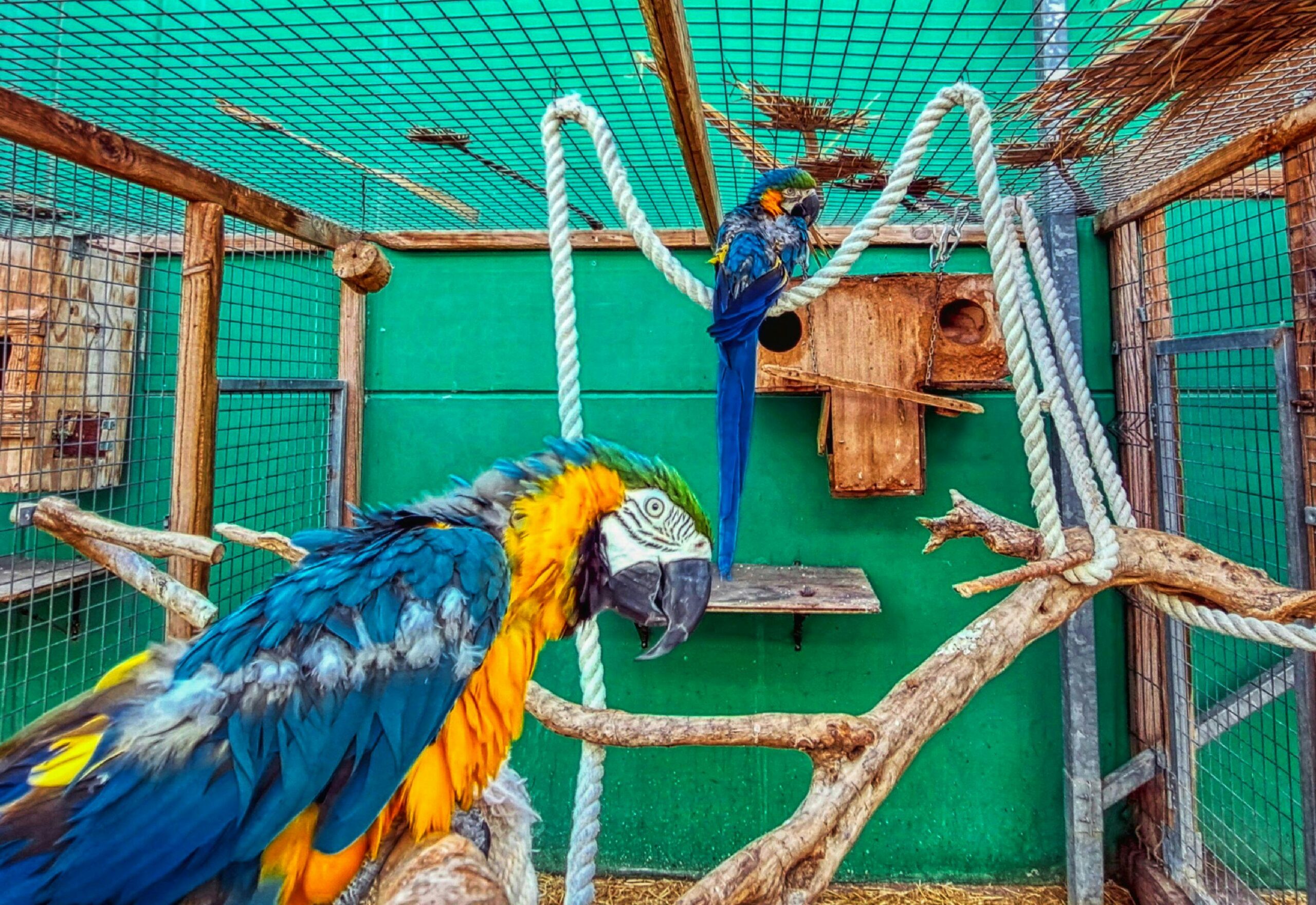 Parrot Care Tips Bright blue and yellow macaws inside an aviary in Riudoms, Catalunya.