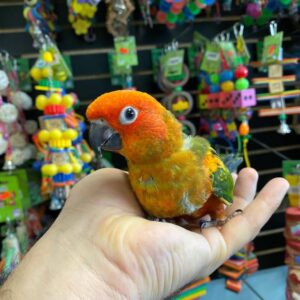 red factor sun conure