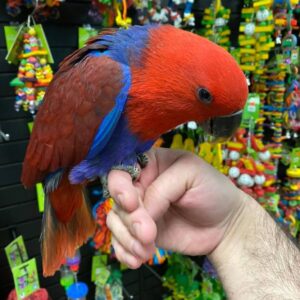 solomon island eclectus female