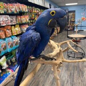 hyacinth macaw