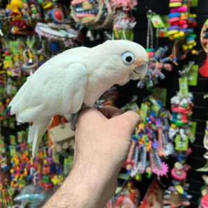 goffins cockatoo